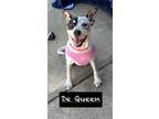 Adopt De Queen a Cattle Dog
