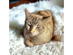 Adopt Sadie a Domestic Short Hair, Siamese