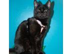 Adopt Pumper Nickel a Domestic Short Hair