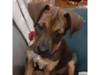 Adopt Bonnie a Mixed Breed