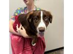 Adopt Mocha a Australian Shepherd
