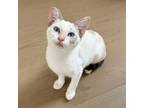 Adopt Doorstep a Siamese, Domestic Short Hair