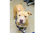 Adopt Tiny a Mixed Breed