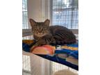 Adopt Lilah Ann a Domestic Short Hair