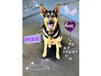 Adopt Pixie a German Shepherd Dog, Australian Cattle Dog / Blue Heeler