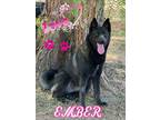 Adopt Ember a Belgian Shepherd / Malinois, Siberian Husky