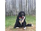 Adopt Cinder a Newfoundland Dog