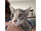 Adopt Nala a Domestic Short Hair
