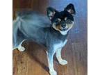 Adopt Freddie- Bella Pom a Pomeranian