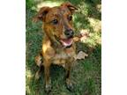 Adopt Rigatoni (Toni) a Labrador Retriever, German Shepherd Dog