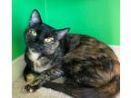 Adopt Maple a Domestic Short Hair