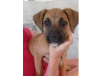 Adopt Minnie a Boxer