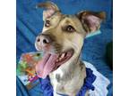 Adopt Sally a Australian Kelpie