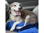 Adopt Phoebe a Beagle, Mixed Breed