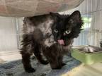 Adopt Thomasanna a Domestic Long Hair