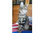 Adopt Juniper a Tabby, Domestic Short Hair
