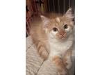 Adopt Dana a Domestic Long Hair