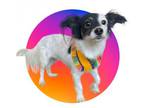 Adopt URSULA a Papillon