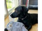 Adopt Patsy Cline a Black Labrador Retriever