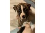 Adopt Foxie a Pit Bull Terrier