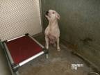 Adopt Jayla a Pit Bull Terrier