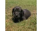 Adopt Dolly a Great Dane