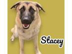 Adopt Stacey a German Shepherd Dog