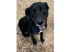 Adopt Maggie a German Shepherd Dog, Labrador Retriever