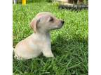Adopt Daisy a Mixed Breed