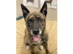 Adopt Tahoe a Dutch Shepherd, Mixed Breed