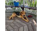 Adopt Zeus a Mixed Breed