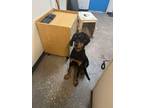 Adopt Kairo a Mixed Breed