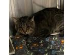 Adopt Buddy a Domestic Short Hair