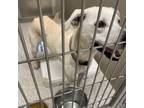 Adopt Larry a Labrador Retriever, Mixed Breed