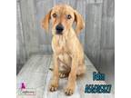 Adopt Fehn a Coonhound, Mixed Breed