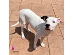 Adopt Punky a Pit Bull Terrier, Mixed Breed