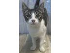 Adopt Kermit a Domestic Short Hair