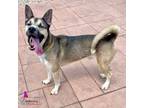 Adopt Harvey a German Shepherd Dog, Siberian Husky