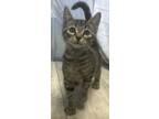 Adopt Ryder a Domestic Short Hair