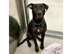 Adopt Dr. Johns Barkins a Pit Bull Terrier