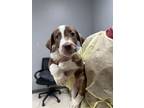 Adopt Water a Black Mouth Cur, Mixed Breed
