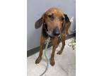 Adopt Jeremiah a Treeing Walker Coonhound, Mixed Breed