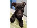 Adopt Cabin a Pit Bull Terrier, Mixed Breed