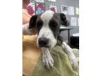 Adopt Plad a Terrier, Mixed Breed