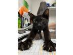 Adopt Leroy a Domestic Short Hair