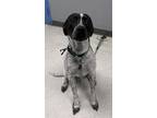 Adopt Frank a Pointer