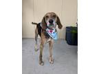 Adopt BullFrog a Treeing Walker Coonhound, Mixed Breed