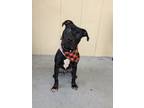 Adopt Cole a Terrier, Mixed Breed