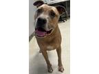 Adopt Max a Pit Bull Terrier, Mixed Breed