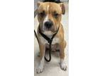 Adopt Squeak a Terrier, Mixed Breed